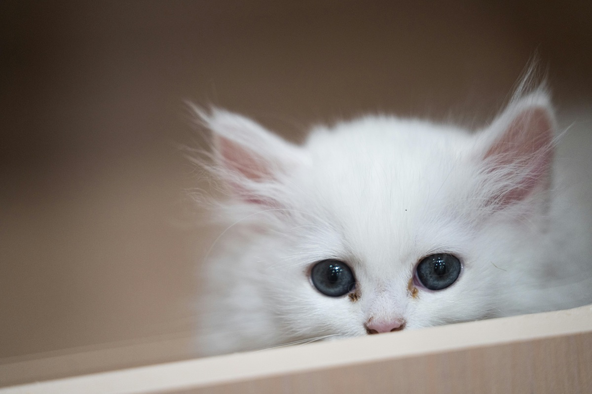 Ingrijire pisica - Ce trebuie sa stii cand adopti o pisica